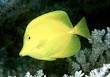 Yellow Tang Fish